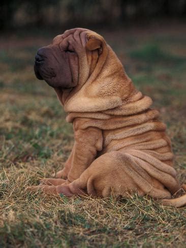 However, dogs can develop dry, itchy skin and a dull coat. Shar Pei Puppy Sitting Down with Wrinkles on Back Clearly ...