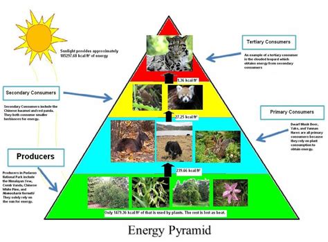 This Visual Shows How Energy Is Transferred In An Energy Pyramid It
