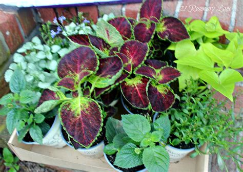 Check spelling or type a new query. 21 Rosemary Lane: Arranging a Stunnning Window Box....Here ...