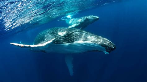 クジラは森林並みに大量の炭素を｢除去｣していた──米調査 クジラの個体数回復が急務 President Online（プレジデントオンライン）