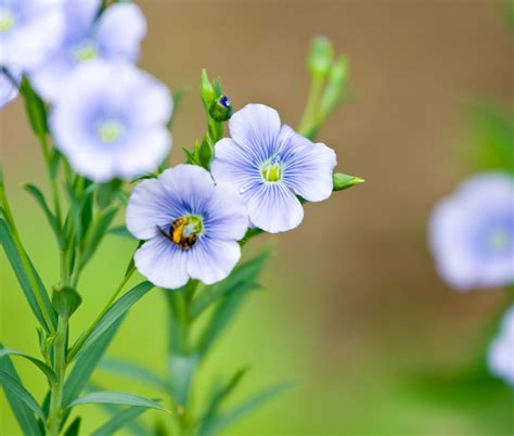 Pin By Sunflower On Flax Flower Flax Flowers Flowers Stock Photos