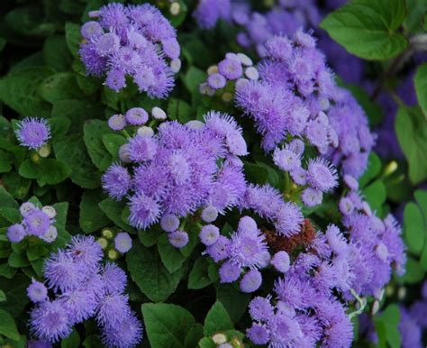 Supaya lebih hemat tempat dan tampak rapi, taruhlah bunga matahari di rak bersusun. Cara Menanam Bunga Ageratum - BibitBunga.com
