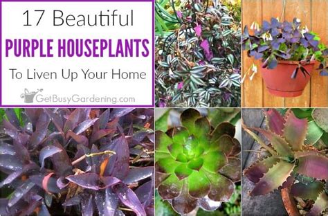 40 best purple house plants,purple and green houseplant,purple heart houseplant,houseplant how to decor the room with plants indoor, the best choice is the hanging plants, because they will. 17 Beautiful Purple Houseplants - Get Busy Gardening
