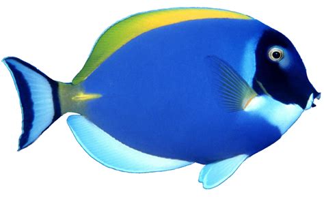 Collection Of Fish Hd Png Pluspng