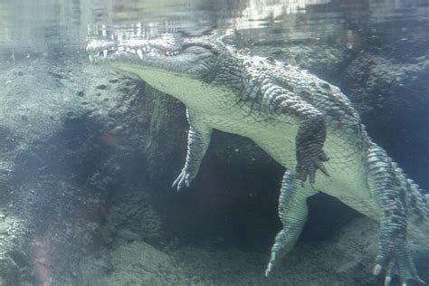 Crocodile Underwater Free Stock Photo Public Domain Pictures