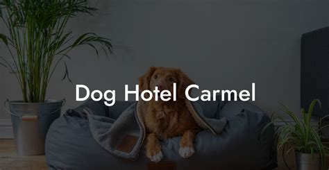 Dog Hotel Carmel - Dog Hotels