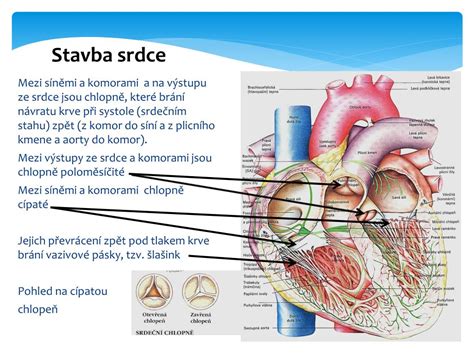 Ppt Oběhová Soustava Srdce Powerpoint Presentation Free Download