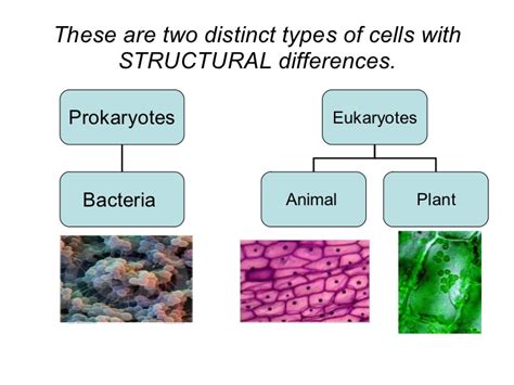 Check spelling or type a new query. Two Types Of Cells - Eukaryotic and Prokaryotic Cells