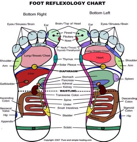 Printable High Resolution Foot Reflexology Chart