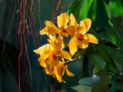 Orchid At The United States Botanic Garden In Dc Rwhatsthisplant