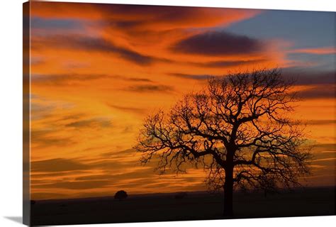 Oak Tree Silhouette In Sunset Texas Sky Wall Art Canvas Prints Framed