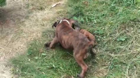 boxer puppies iris and lola wrestling in the garden youtube