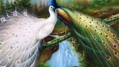 Beautiful Birds Wallpapers Top Những Hình Ảnh Đẹp