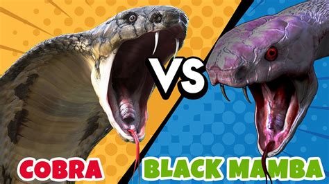 Black Mamba Vs King Cobra The Deadliest Snakes Battle Youtube