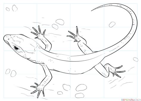 How To Draw A Realistic Lizard Step By Step Drawing Tutorials