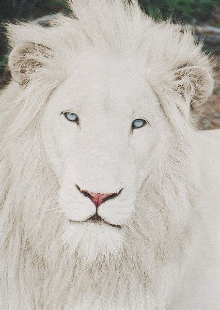 White Lion Albino Animals Albino Lion Rare Animals