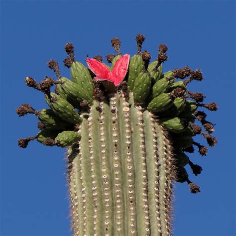 Have you ever looked at a cactus and wondered to yourself if it was edible and what it might taste like? Saguaro Hearts | Desert Colors