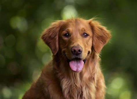 Top 10 Most Popular Dog Breeds In The World Globalpetblog