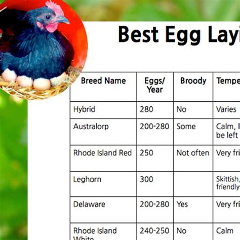 Get Your Free Printable 👇 Best Egg Laying Chickens Chart 👇