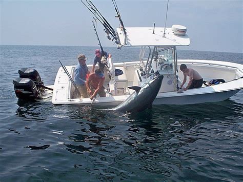Blue Fin Tuna Fighting Boat Tuna Fishing Salt Water Fishing