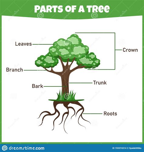 Partes Da árvore Em Inglês