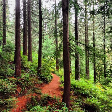 Hiking Hoyt Arboretum - 2 miles from downtown Portland. | Oregon travel