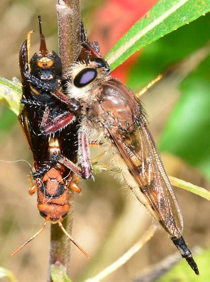 Giant Robberfly Red Footed Cannibalfly With A Pigeon Horntail Wasp
