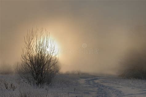 Frosty Winter Morning Stock Image Image Of Clear Covering 12206373