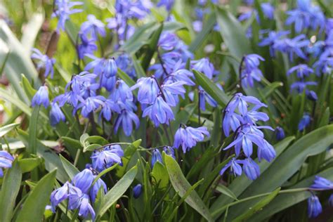 White except for green crescent around the notch of inner floral segments; Gardening and Gardens: Scilla vs Chionodoxa