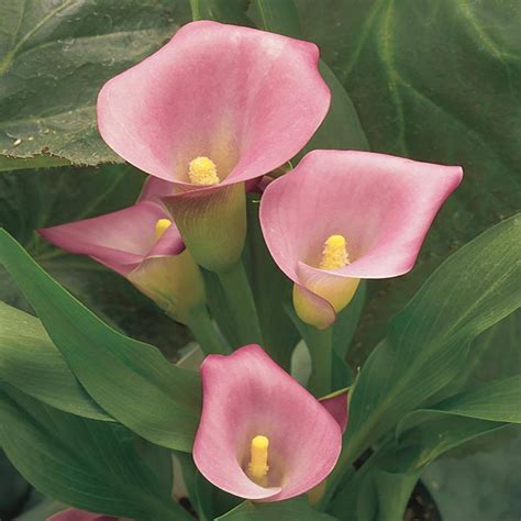 26 Qt 1 Pink Calla Lily Plant 15561 The Home Depot