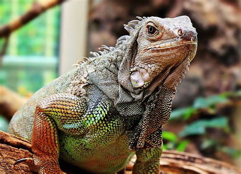 Free Picture Animal Lizard Reptile Wildlife Iguana Colorful Skin