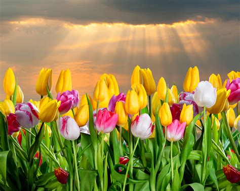 Tulips Many Flowers Wallpaper 4500x3600 309991 Wallpaperup