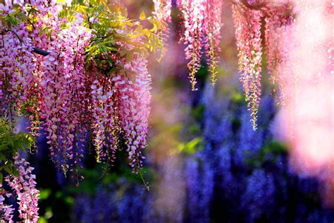 Wisteria Wallpapers Wallpaper Cave