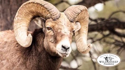 Photos, address, and phone number, opening hours, photos, and user reviews on yandex.maps. The Eastern Chapter of the Wild Sheep Foundation - YouTube