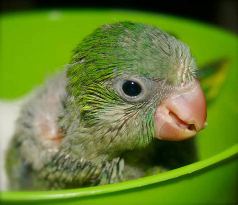 Quaker Parrot Monk Parakeet Facts Diet Lifespan Pet Care Pictures