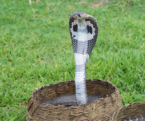 King Cobra Snakes Stock Photo Image Of Venomous Charmed 71551538