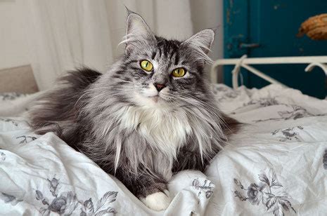 The norwegian forest cat is the official cat of norway. Norsk Skogkatt - Fjärilflickans cattery