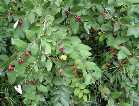Fall Time To Treat Invasive Plants