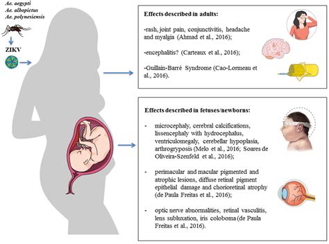 Frontiers Zika Virus What Have We Learnt Since The Start Of The