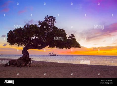 Beautiful Divi Divi Tree At Sunset On Beach In Aruba Stock Photo Alamy