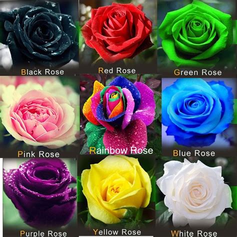 540pcs Mix 9 Color Red Green Pink Yellow Purple White Black Roses