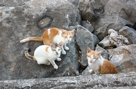 Malaysian legal system, law, malaysian law. Animal cruelty legislation in Malaysia is ineffective ...