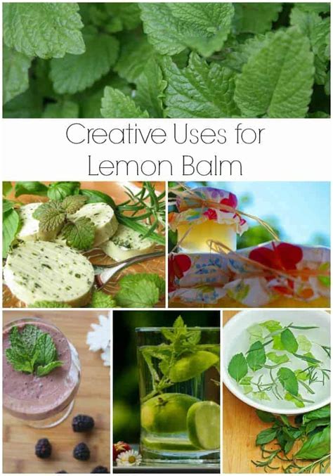 Creative Uses For Lemon Balm Turning The Clock Back