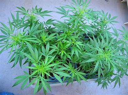 Marijuana Grow Outdoors Plants Healthy Things Stonerthings