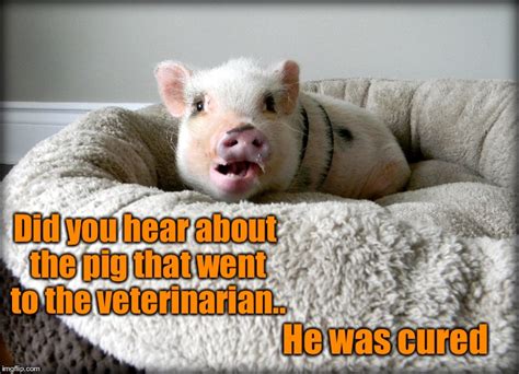 Image Tagged In Pigjokeveterinarian Imgflip