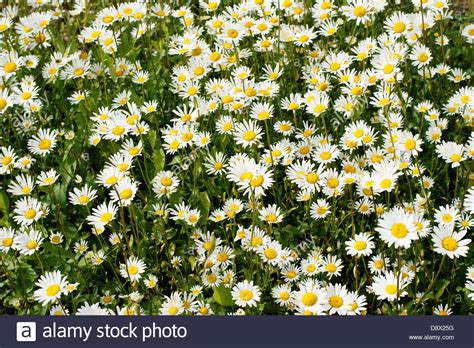 Blumenbeet Flowerbed High Resolution Stock Photography And Images Alamy