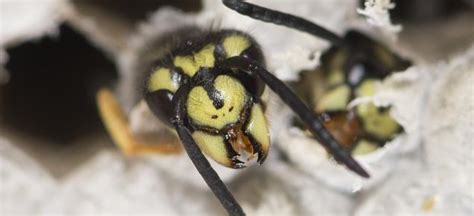 European wasps indulge in caterpillars, insects, nectar, and various types of fruits. Declared pest: European wasp | Department of Agriculture ...
