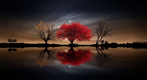 Red Tree By Nasser Osman