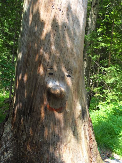 Free Images Wood Trunk Wildlife Log Woodland Tree Stump Tree