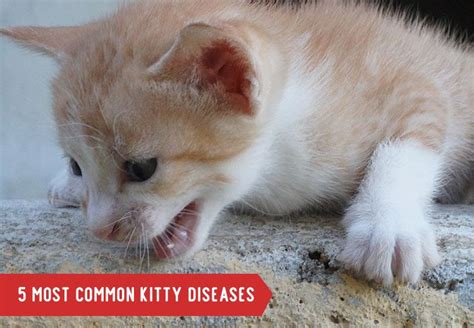 5 Most Common Diseases In Kitty Petcaresupplies Cat Diseases Pets